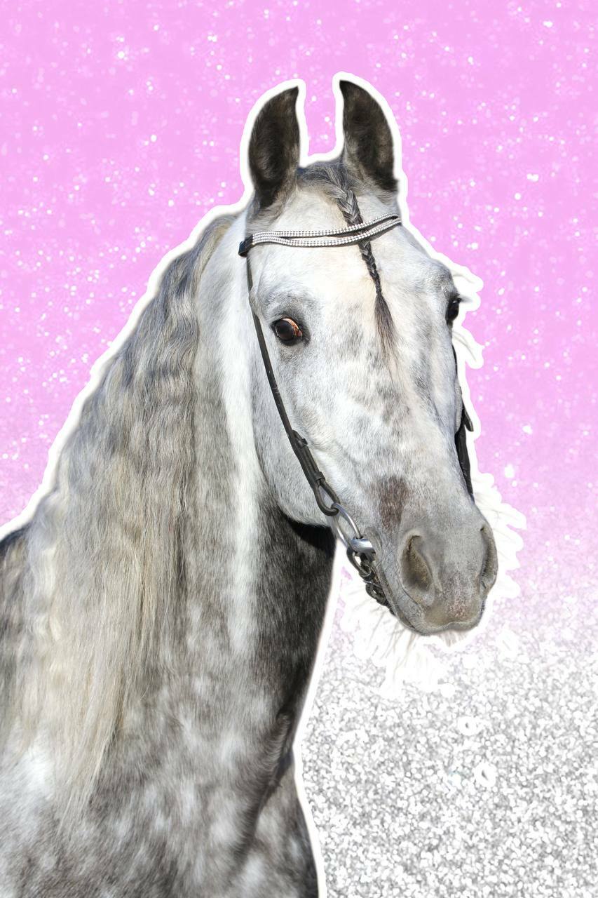 Зодиак (Zodiac) 2019г.р.&nbsp;