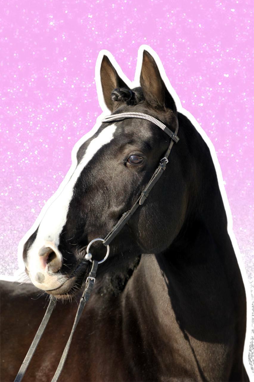 Изумительный (Izumitelniy) 2019г.р.